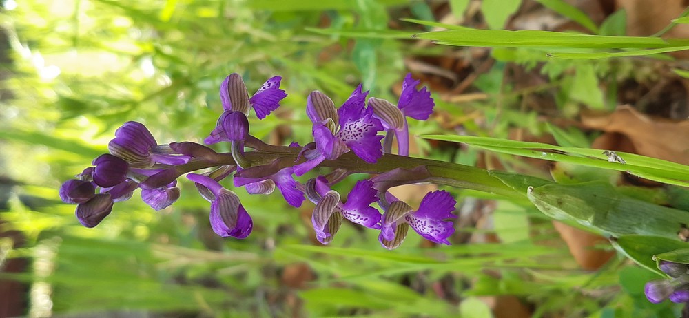 Orchidée Sauvage